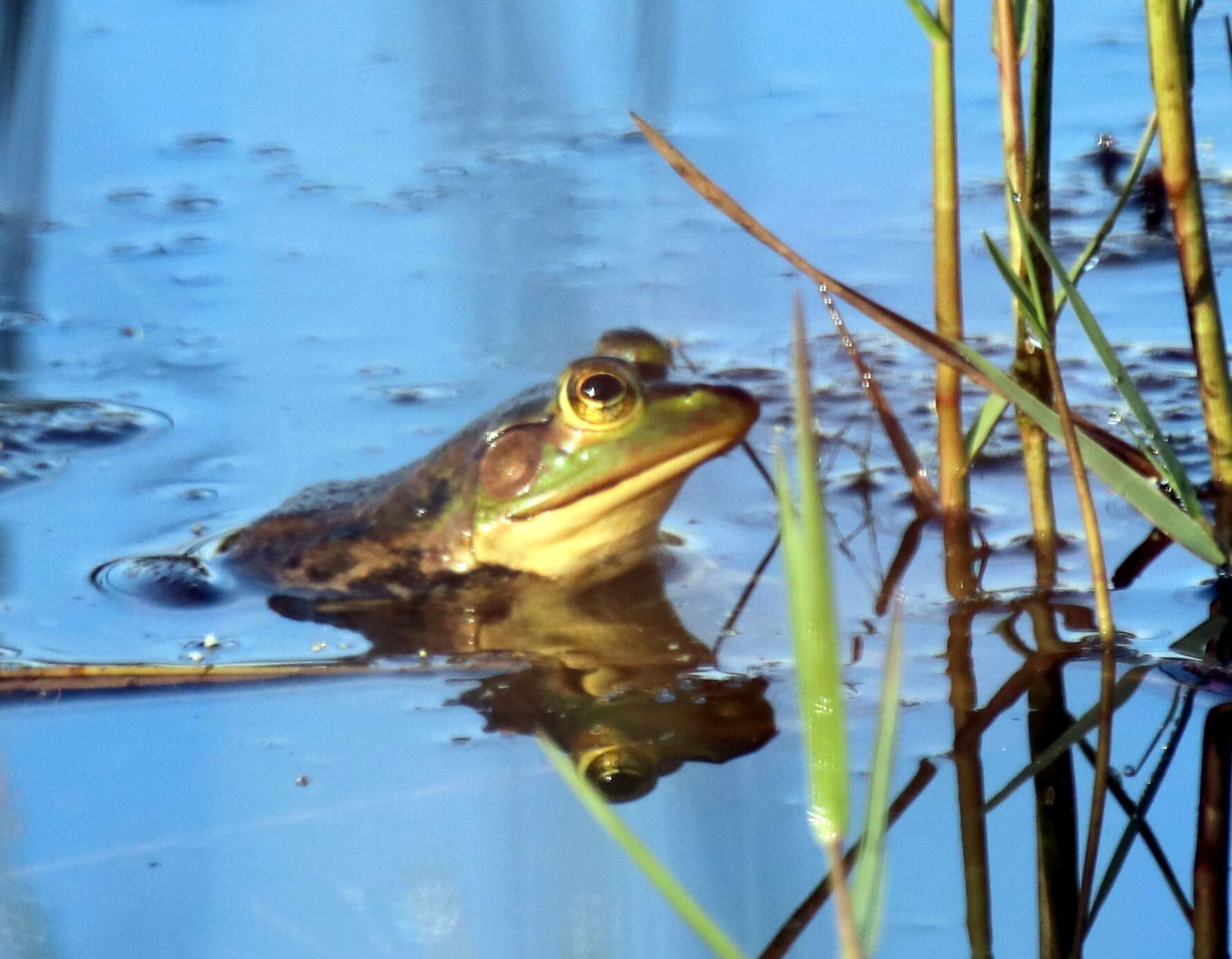 Image of Pig Frog