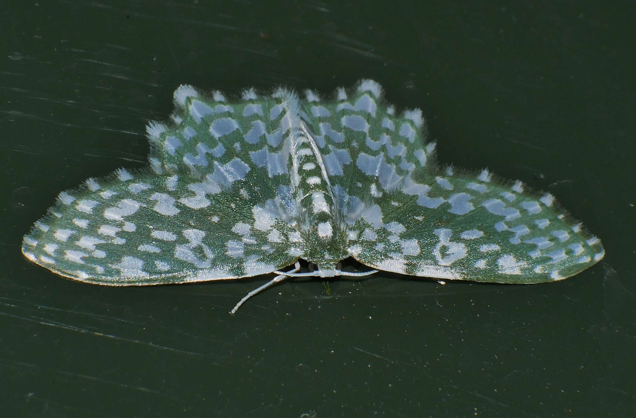 Image of Berta chrysolineata Walker 1863