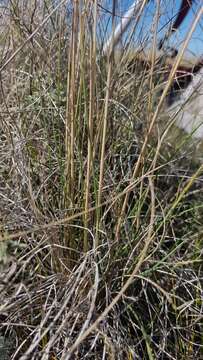 Image of plains rough fescue