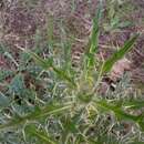 Image of Cirsium echinatum (Desf.) DC.