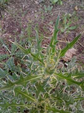 Image of Cirsium echinatum (Desf.) DC.