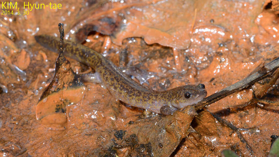 Image of Kori salamander