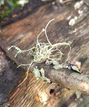 Image of cartilage lichen