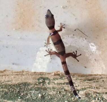 Image of Caribbean Least Gecko