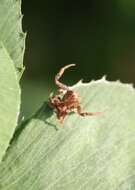 Image of Coenypha ditissima