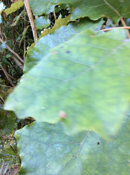 Image of bushman's friend