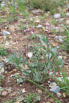 Image of Asclepias virletii Fourn.