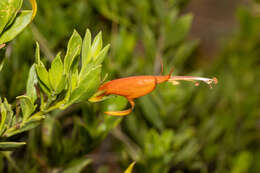 صورة Eremophila glabra subsp. glabra