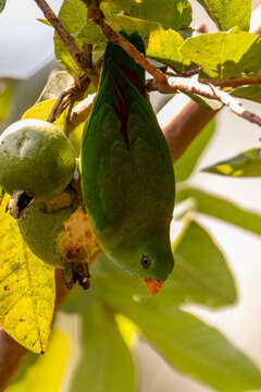 Image of Vernal Hanging Parrot