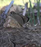 Image of Eufala Skipper