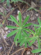 Image of New Mexico lupine