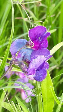 Lathyrus palustris subsp. pilosus (Cham.) Hulten的圖片