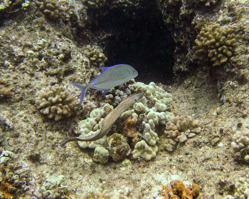 Image of Turkey moray