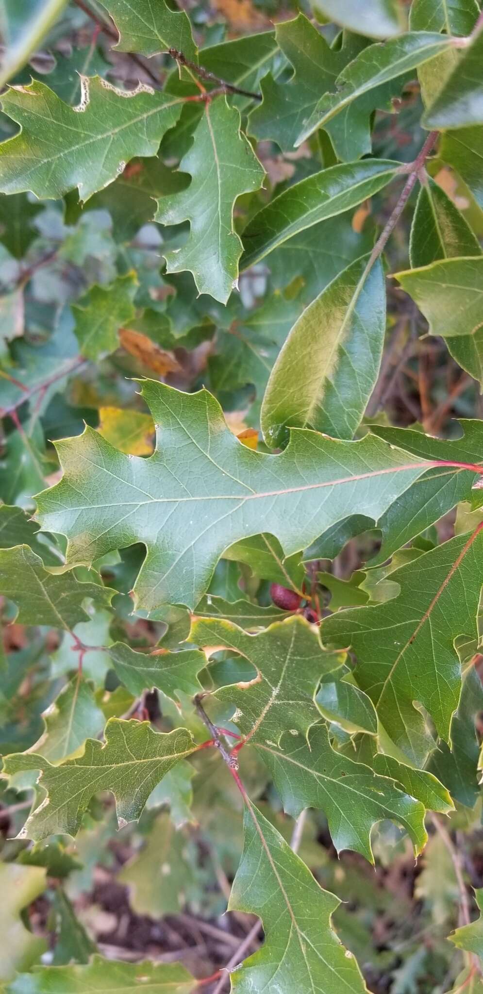 Image of Chisos red oak