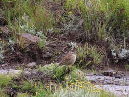 Image of Emberiza capensis basutoensis (Vincent 1950)