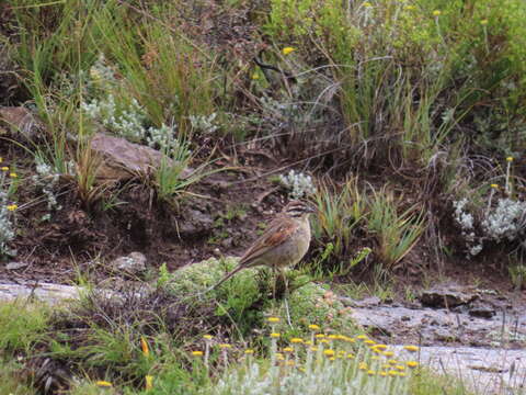 Emberiza capensis basutoensis (Vincent 1950)的圖片