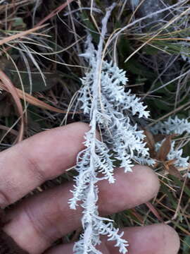 Слика од Lucilia acutifolia (Poir.) Cass.