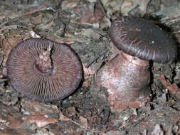 Image of Cortinarius squamulosus Peck 1872