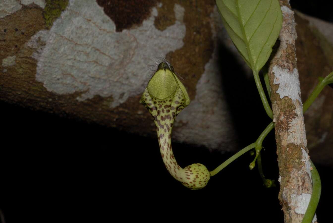 Image of Ceropegia mayottae H. Huber