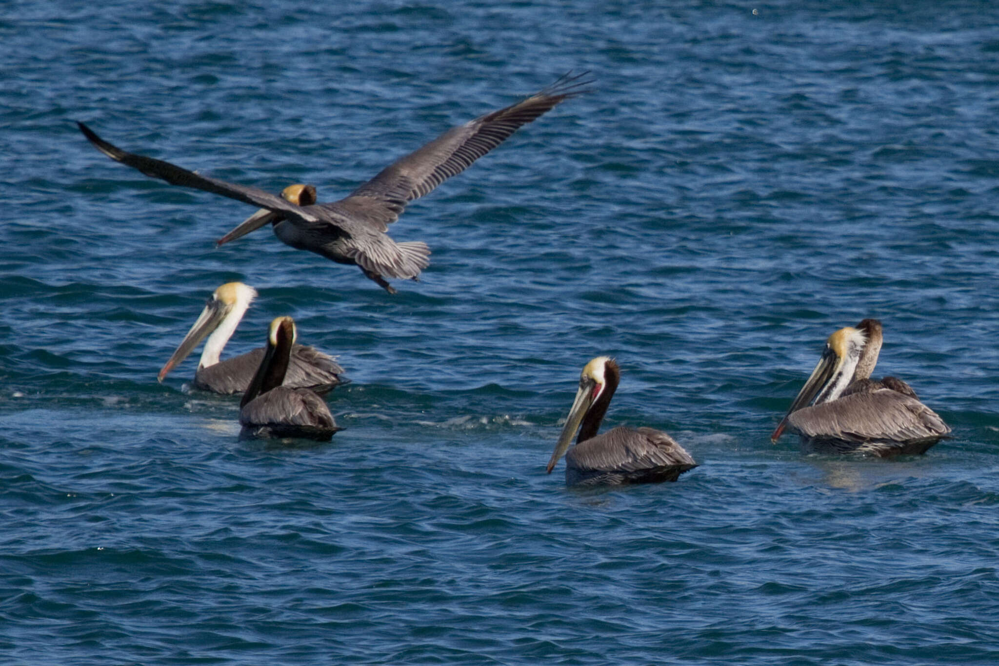 Image of California brown pelican