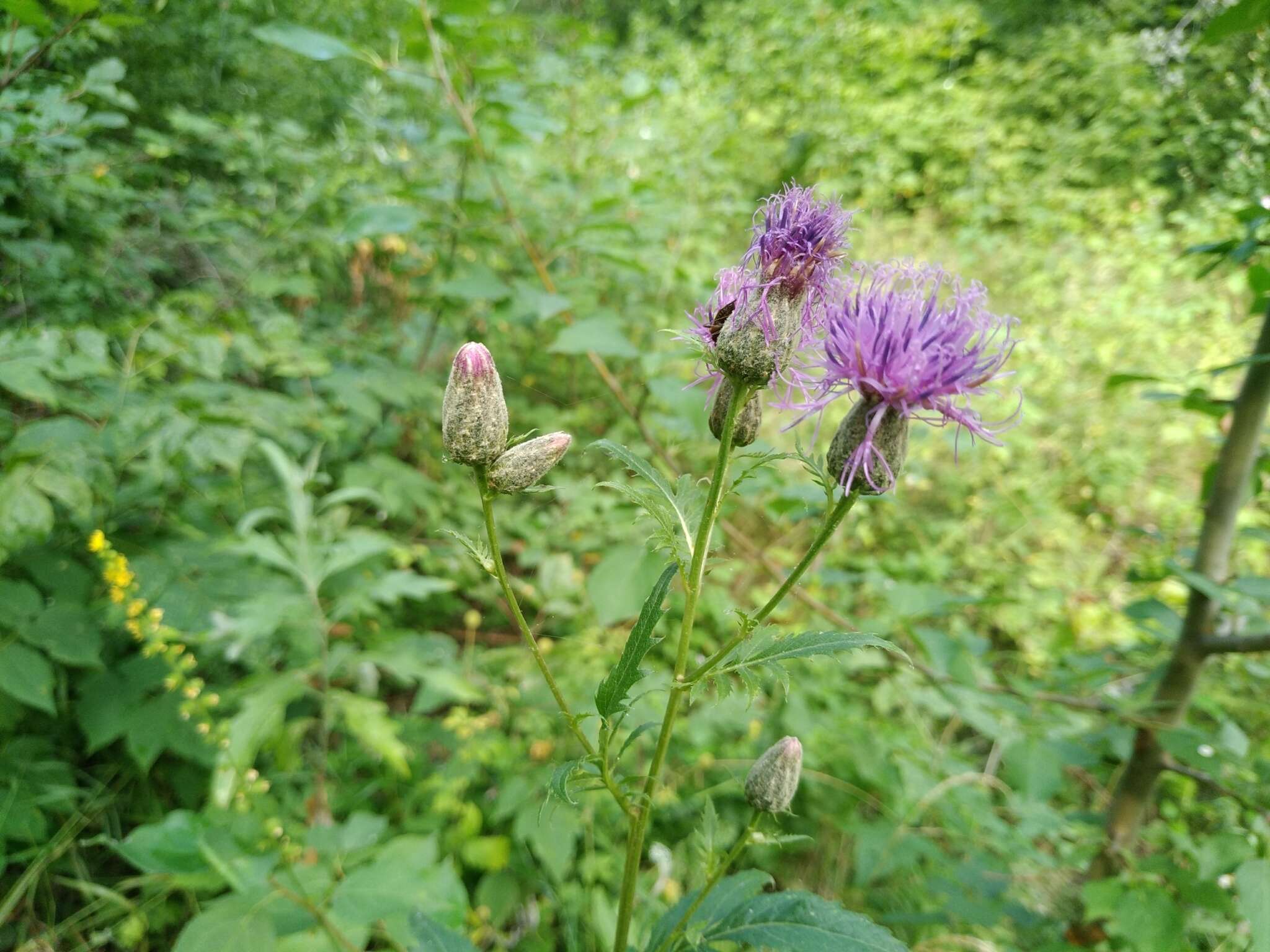 Plancia ëd Serratula coronata L.