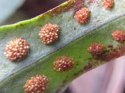 Image of Weeping Fern