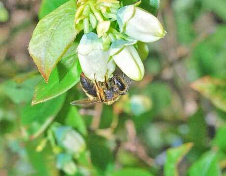 Image of Andrena carolina Viereck 1909