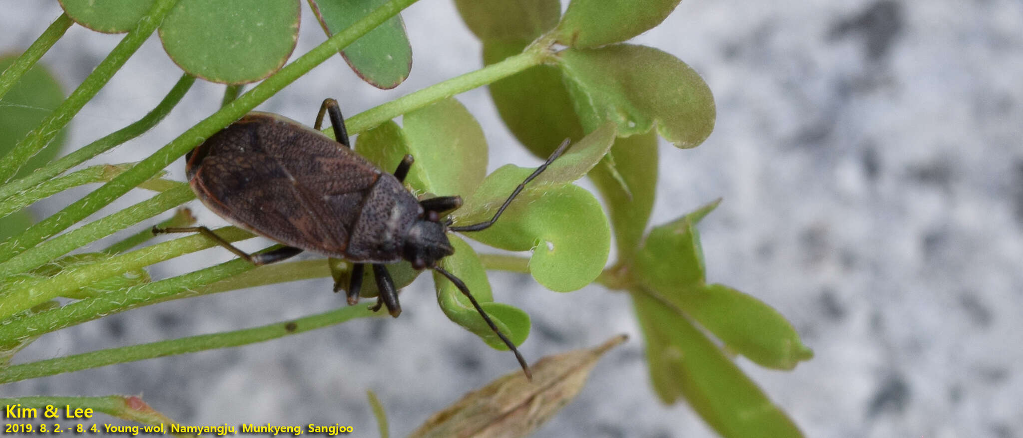 Image of <i>Pyrrhocoris sibiricus</i>