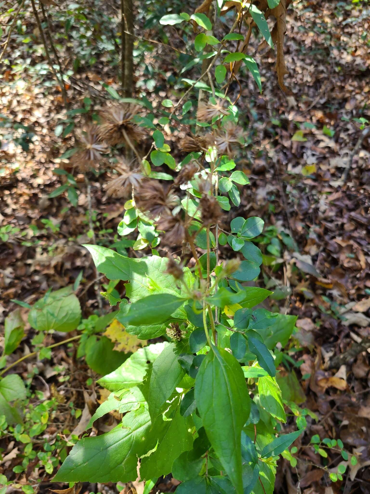 Plancia ëd Brickellia cordifolia Ell.