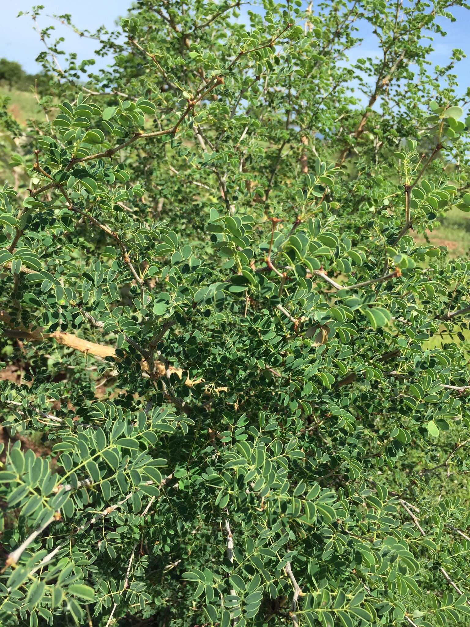 Слика од Senegalia gourmaensis (A. Chev.) Kyal. & Boatwr.