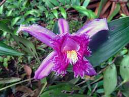 Image of Sobralia wilsoniana Rolfe