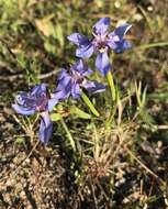 Image of Moraea lugubris (Salisb.) Goldblatt