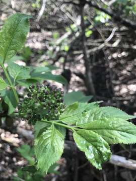 Image of red elderberry