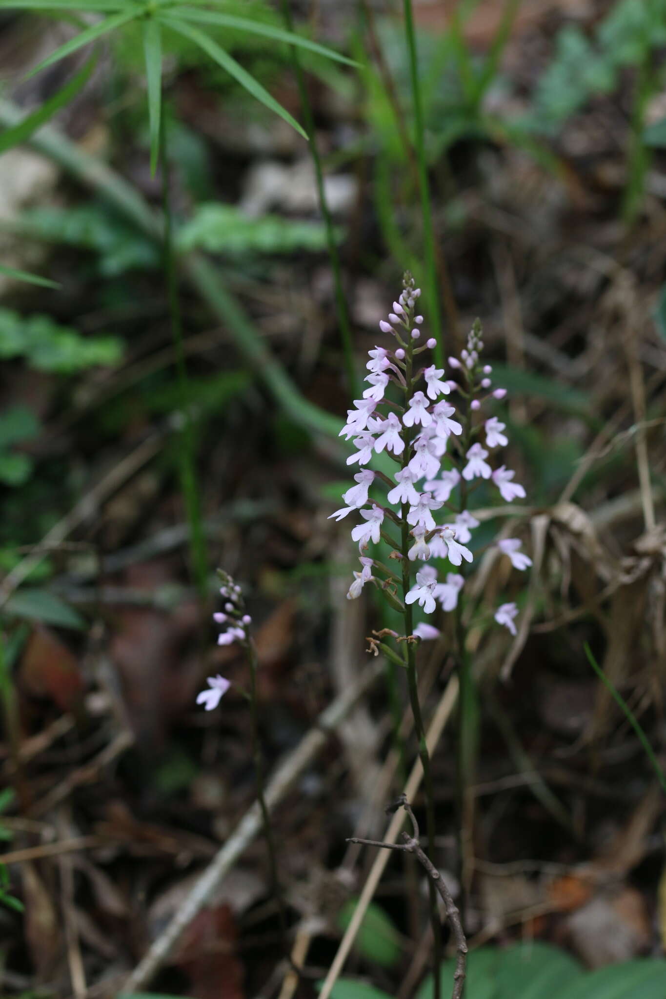 Image of Stenoglottis macloughlinii (L. Bolus) G. McDonald ex J. M. H. Shaw