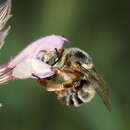 Image of Anthophora fulvitarsis Brullé 1832