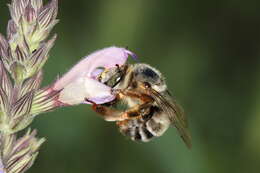 Imagem de Anthophora fulvitarsis Brullé 1832