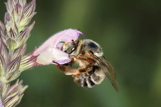 Anthophora fulvitarsis Brullé 1832的圖片