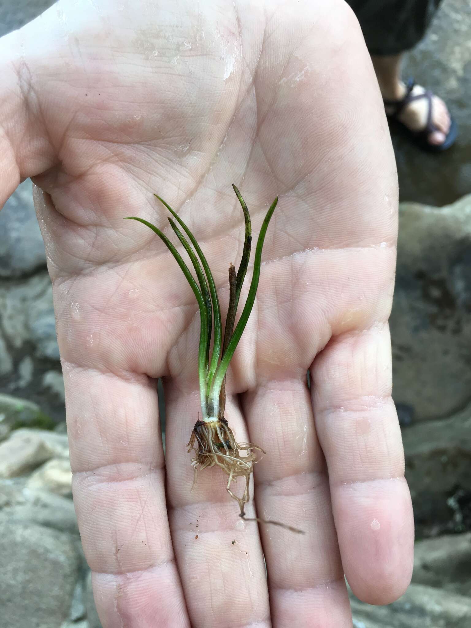 Image of Tennessee Quillwort