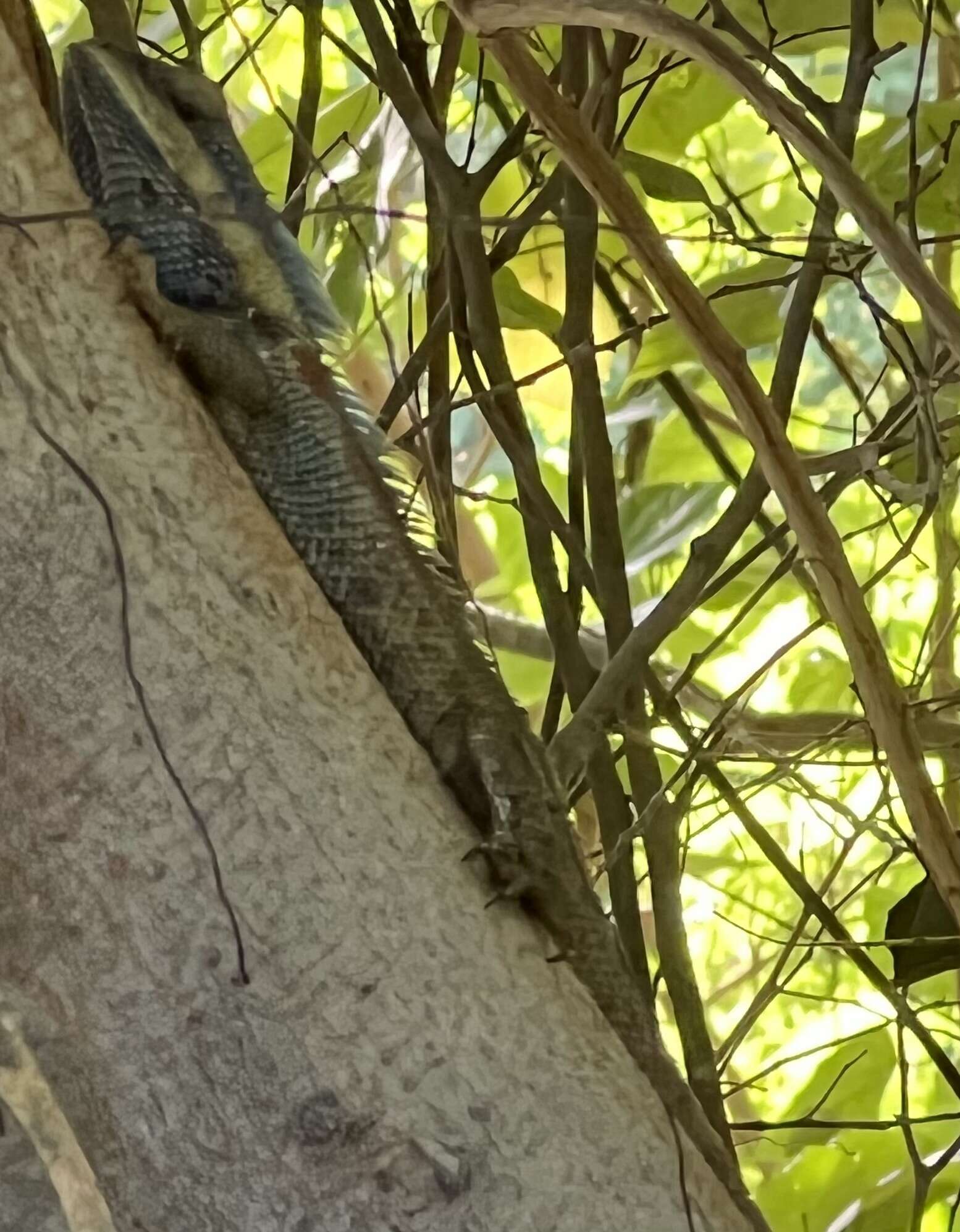 Calotes mystaceus Duméril & Bibron 1837 resmi