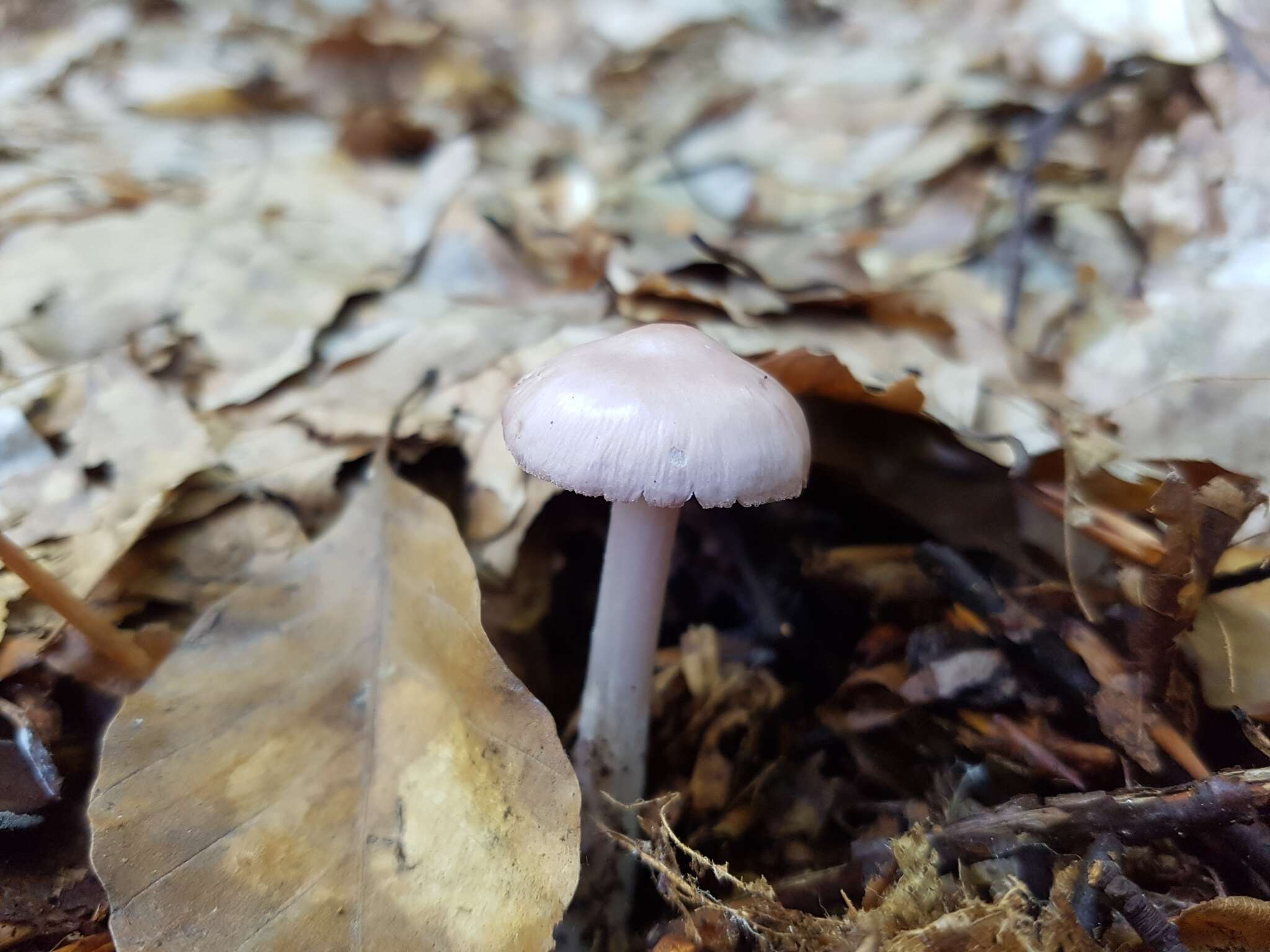 Image of Mycena rosea Gramberg 1912