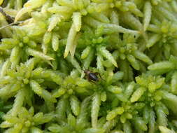 Image of Sphagnum Ground Cricket