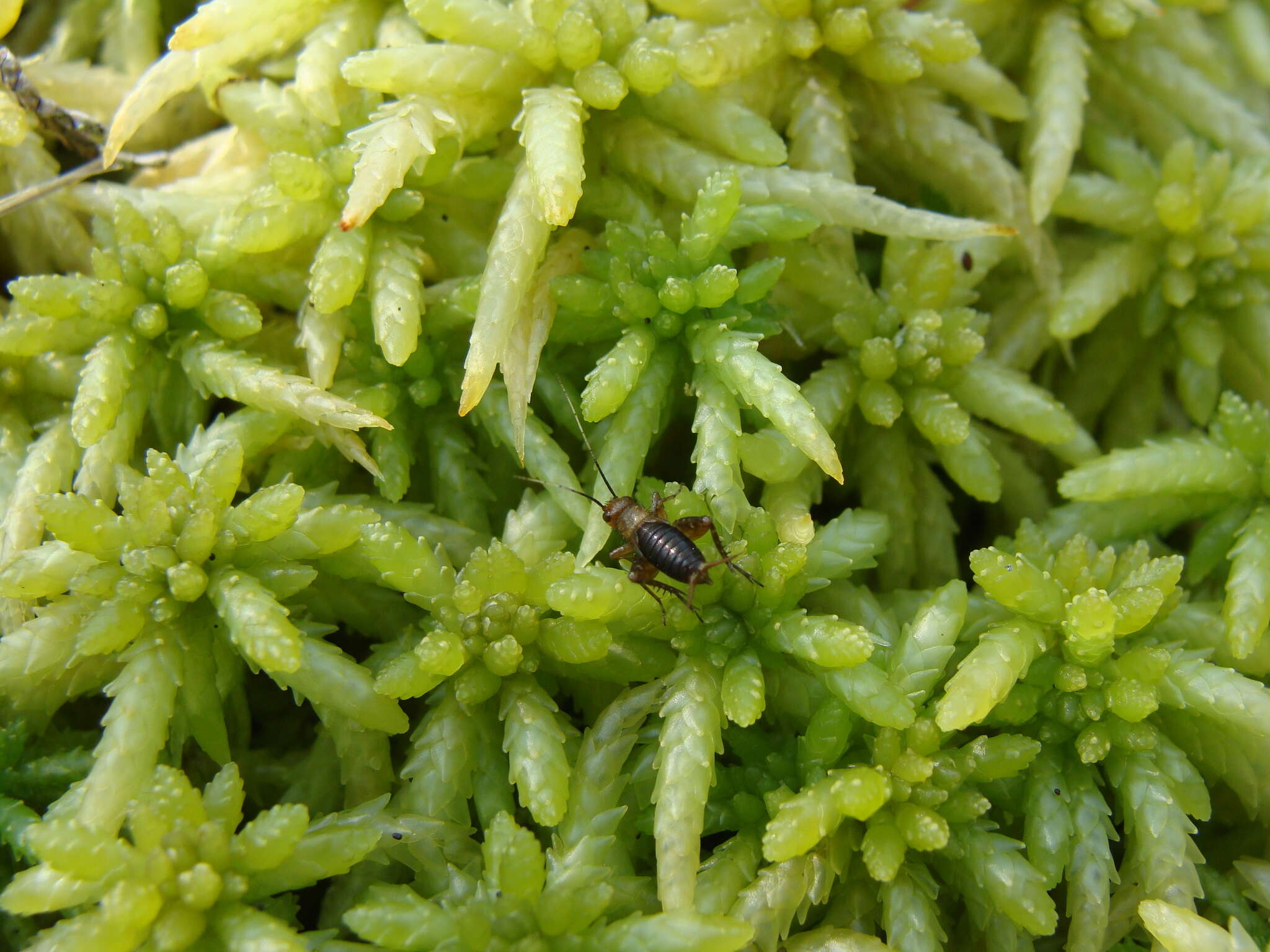 Слика од Neonemobius palustris (Blatchley 1900)