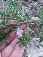 Image of Carolina desert-thorn
