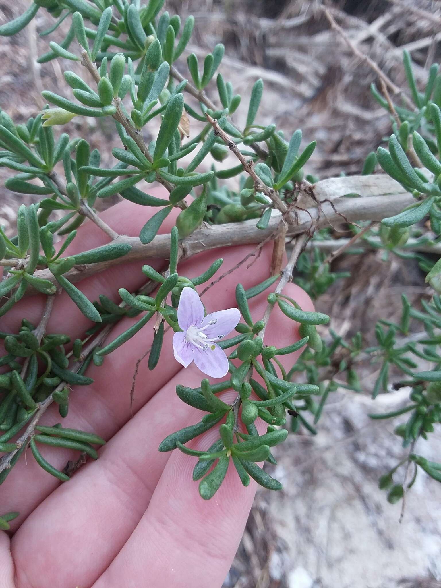 Image of Carolina desert-thorn