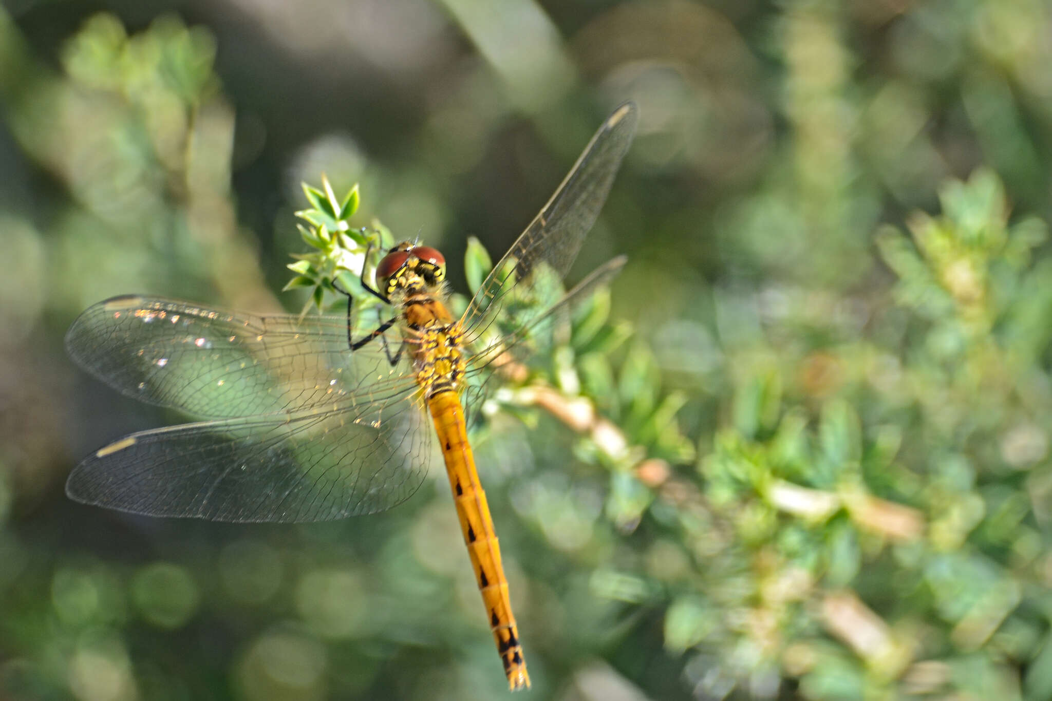 Image of spotted darter