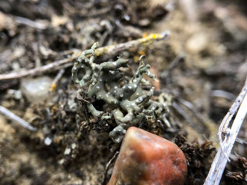 Image of hispid agrestia lichen