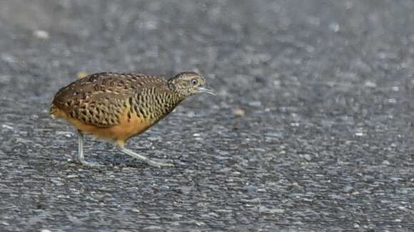 Image of Barred Buttonquail