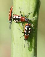 Image of Common asparagus beetle