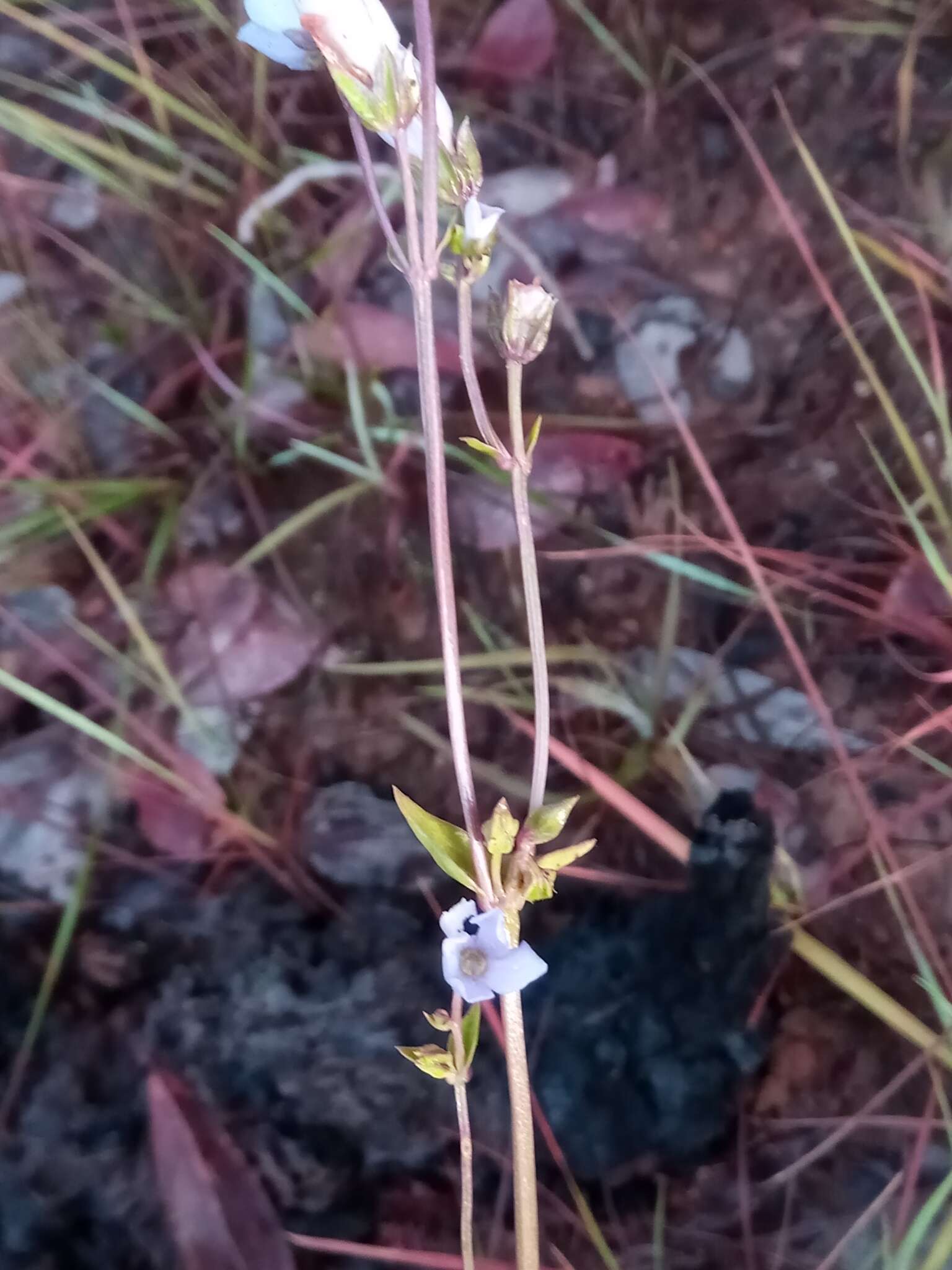 Image of Exacum exiguum J. Klack.