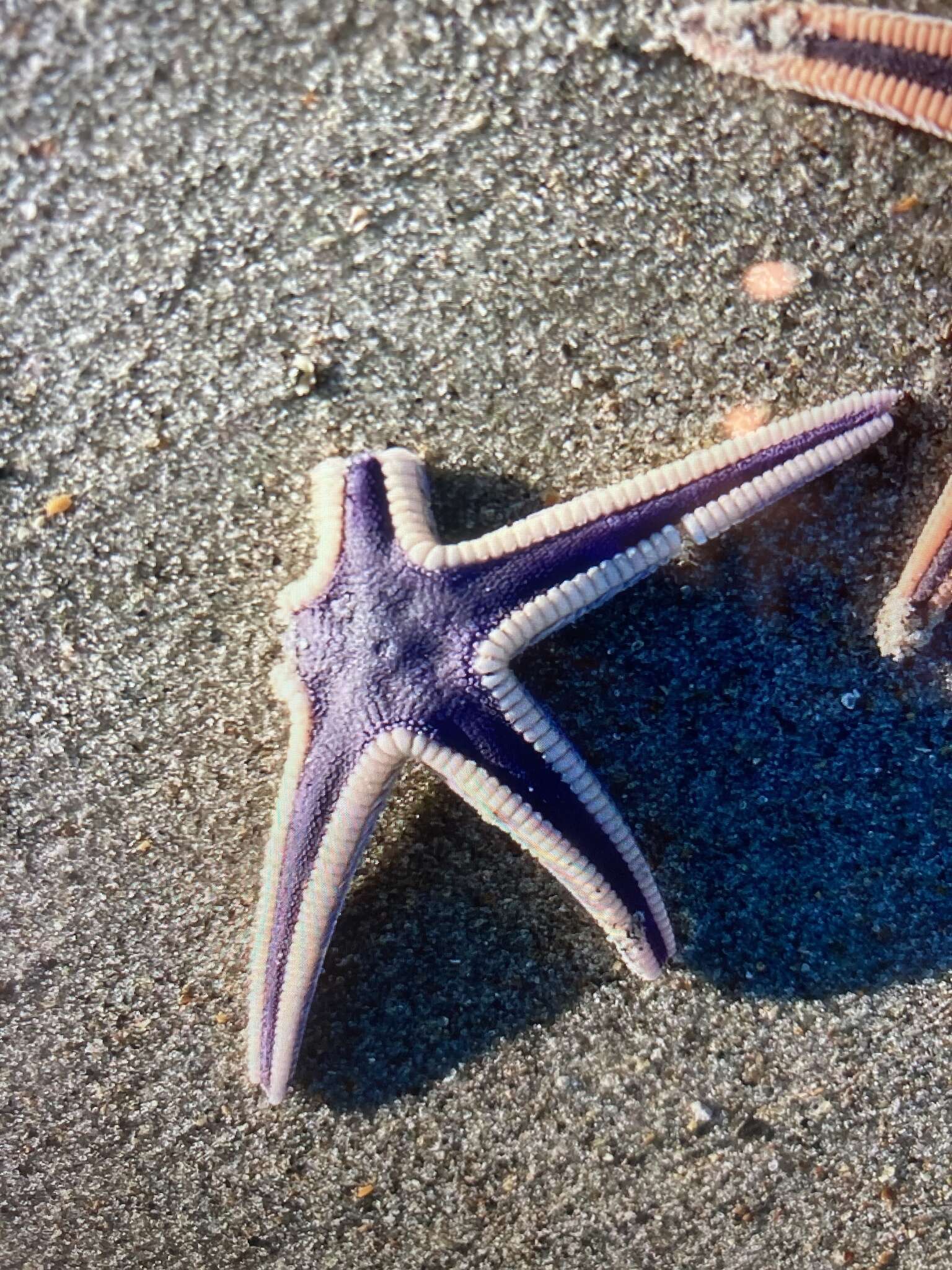 Image of Astropecten articulatus (Say 1825)